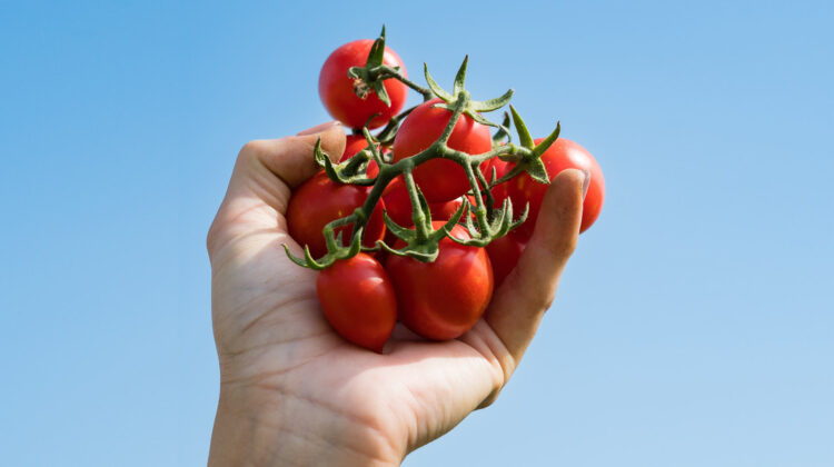 Com’è stato recuperato e come viene coltivato il Pomodoro Fiaschetto Calemone?
